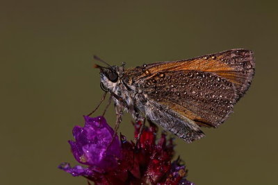 Large skipper  Ochlodes sylvanus rjasti debeloglavček_MG_2278-1.jpg