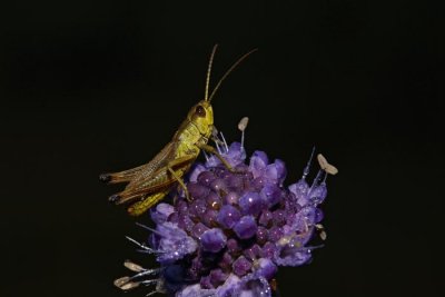Meadow grasshopper Chorthippus parallelus kratkokrila ebetulja_MG_2196-1.jpg
