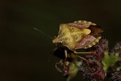 Shieldbug  Dolycoris baccarum_MG_2308-1.jpg