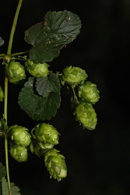 Hop Humulus lupulus hmelj_MG_2512-1.jpg