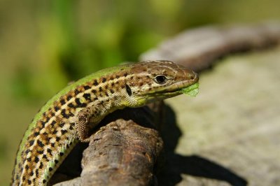 Balkan wall lizard Podarcis taurica balkanska ku¹èarica-PICT0084-1.jpg