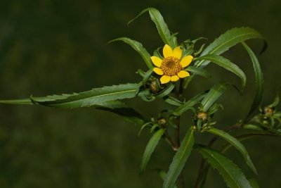 Nodding beggertick Bidens cernua celolistni mrka_MG_2693-1.jpg