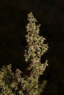 Common ragweed Ambrosia artemisiifolia navadna pelinolistna vrklja_MG_2579-1.jpg