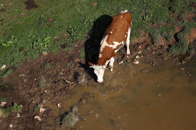 Cow krava_MG_2848-1.jpg