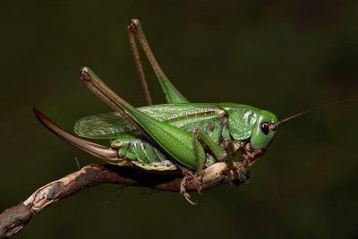 Wart-biter bush cricket Decticus verrucivorus navadna plenilka_MG_3282-1.jpg