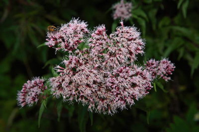 Hemp agrimony Eupatorium cannabinum konjska griva_MG_3628-1.jpg