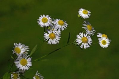 Eastern daisy fleabane Erigeron annuus enoletna suholetnica_MG_3659-1.jpg