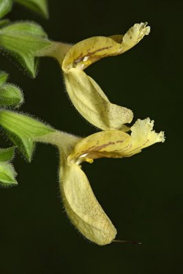 Jupiter's distaff Salvia glutinosa lepljiva kadulja_MG_3683-1.jpg