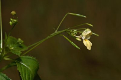 Small balsam  Impatiens parviflora drobnocvetna nedotika_MG_3429-1.jpg
