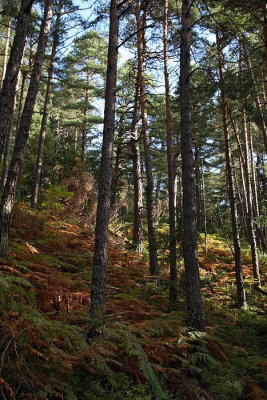 pine forest borov gozd_MG_3188-1.jpg