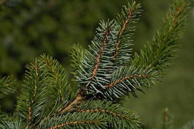 Serbian spruce Picea omorika omorika_MG_3891-1.jpg