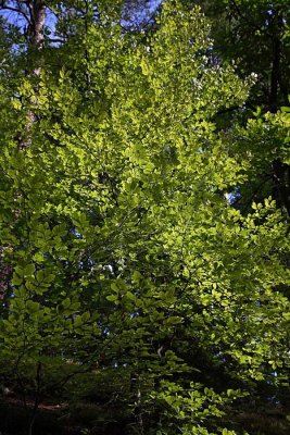 European beech Fagus sylvatica bukev_MG_3189-1.jpg