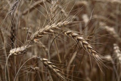 Wheat Triticum aestivum penica_MG_9778-1.jpg
