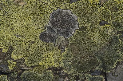 Lichens liaji-PICT0072-1.jpg