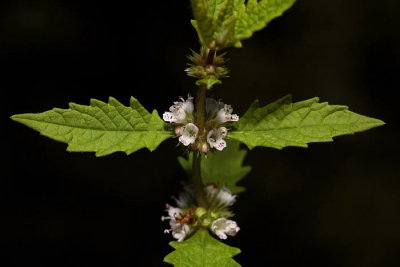 Gipsywort Lycopus europaeus navadni regelj_MG_4318-1.jpg