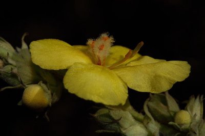 Dense-flowered mullein Verbascum densiflorum velecvetni lunik_MG_4278-1.jpg