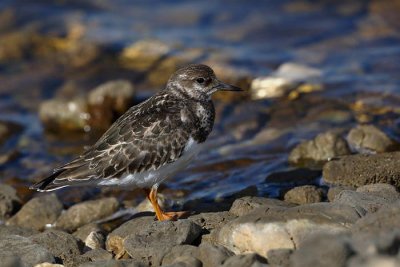 Turnstone Arenaria interpres kamenjar_MG_4707-1.jpg