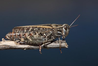 Italian locust Calliptamus italicus laka kobilica_MG_4951-1.jpg