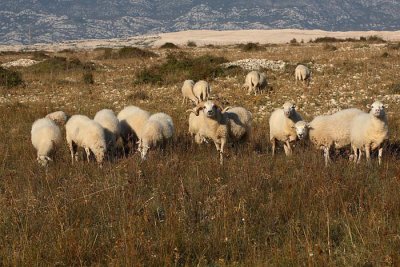 Sheep ovce_MG_4920-1.jpg