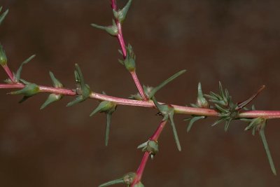 Opposite leaved saltwort Salsola soda sodina solinka_MG_4495-1.jpg