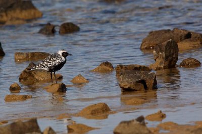 Grey plover Pluvialis squatarola rna prosenka_MG_5016-1.jpg