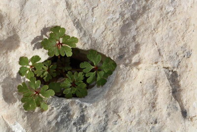 Plant and stone_MG_4857-1.jpg