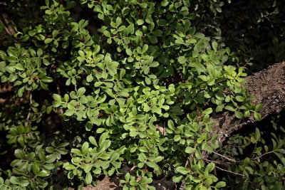 Mastic tree Pistacia lentiscus tršlja_MG_6117-1.jpg