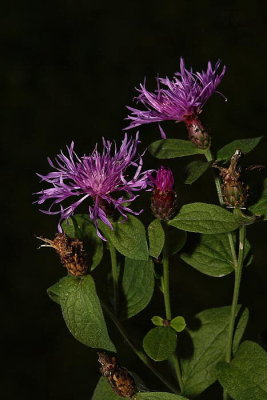 Knapweed Centaurea carniolica kranjski glavinec_MG_4350-1.jpg