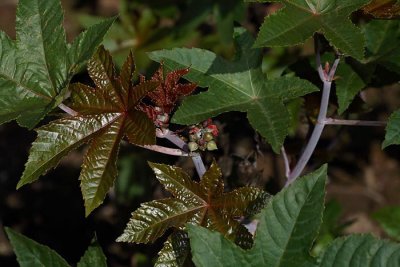 Castor oil plant Ricinus communis kloevec_MG_4271-1.jpg