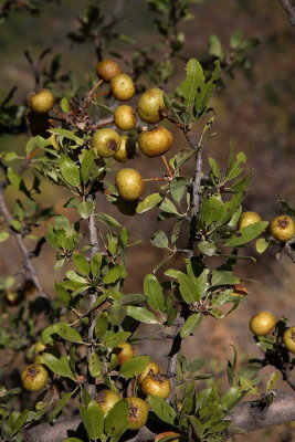 Wild pear Pirus piraster drobnica_MG_5819-1.jpg