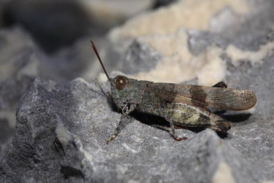 Red-winged grasshopper Oedipoda germanica rdeekrila ebetulja_MG_4865-1.jpg