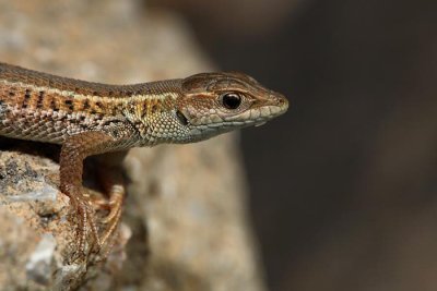 Snake-eyed lizard Ophisops elegans_MG_6463-1.jpg