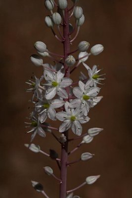 Sea squill Urginea maritima_MG_5704-1.jpg