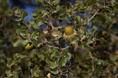 Kermes oak Quercus coccifera_MG_5714-1.jpg