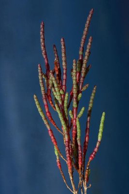 Glasswort Salicornia europea navadni osonik_MG_4691-1.jpg
