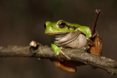 European tree frog Hyla arborea zelena rega_MG_6911-1.jpg