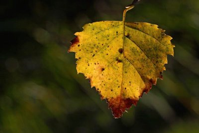 Birch leaf brezov list_MG_6789-1.jpg