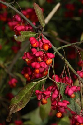 Spindle tree Euonymus europaea trdoleska_MG_6767-1.jpg