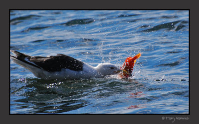 lunch-fight
