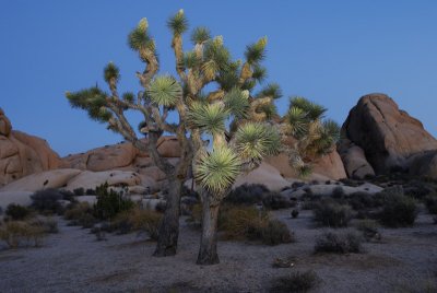 Joshua Tree