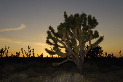 Joshua Tree