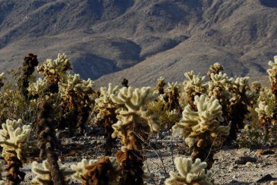 Cholla Cacti