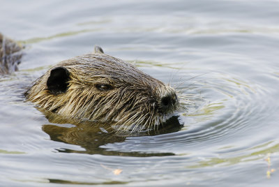 Nutria