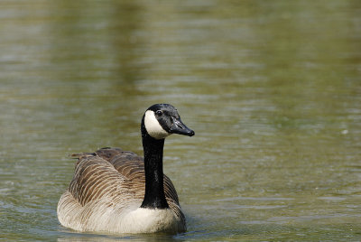 Canada Goose