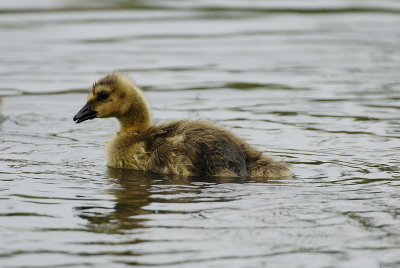 Young Canada Goose