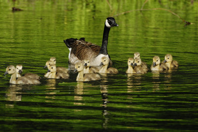 Canada Geese