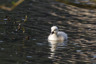 Young Mute Swan