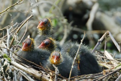 Young Coots - 21.05.2007