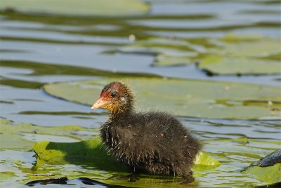 Young Coot - 23.05.2007