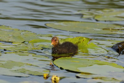 Young Coot - 23.05.2007